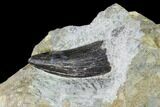 Tyrannosaur Tooth in Rock - Two Medicine Formation, Montana #143946-2